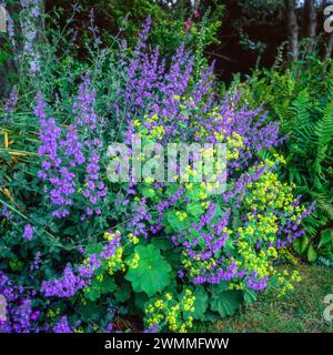 Colourful lavender blue flowers of Nepeta (Catmint) with yellow flowers of Alchemilla mollis (Lady's mantle) growing in English Garden border in June. Stock Photo