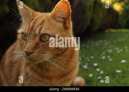 Portrait of a ginger tabby cat sitting in a spring time meadow with daisies staring off into the distance. Concept Complementary Colors, serious alert Stock Photo