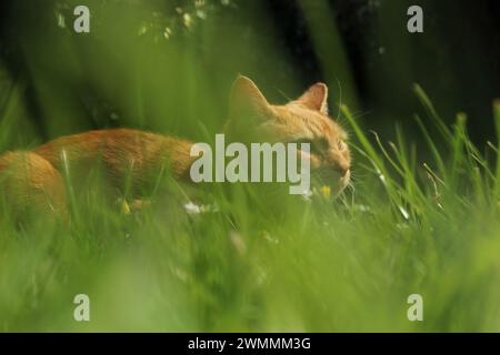 Housecat hunched over in a tall field of grass stalking its prey, ready to pounce concept Stock Photo