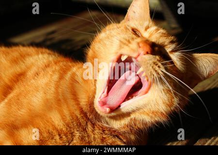 Up close portrait of ginger cat barring its teeth outside. Menacing, angry ginger tabby Stock Photo