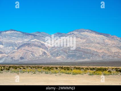 Colorful marbles mountains with yellow flowers in Panamint Valley, Death Valley National Park Stock Photo