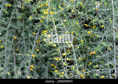 Barrier saltbush or ruby saltbush (Enchylaena tomentosa) is an evergreen shrub native to Australia. Stock Photo