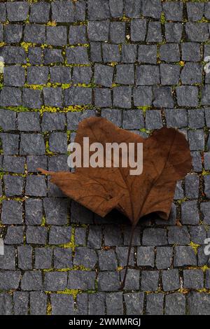 Minimalist still life with copy space of a fallen dry Autumn brown maple leaf on a grey cobblestone path Stock Photo