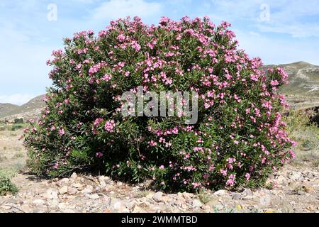 Adelfa (Nerium oleander) is a poisonous shrub native to Mediterranean basin and Asia. This photo was taken in Cabo de Gata Natural Park, Almeria, Anda Stock Photo