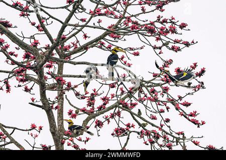 Kaziranga, Assam, India. 27th Feb, 2024. As the spring season breathes new life into the Kaziranga National Park, the majestic hornbills have taken to the skies and the trees, adding to the vibrancy of the landscape. Captured on 27th February 2024, this stunning image showcases the hornbills perched gracefully among the full-bloomed Bombax Ceiba, also known as the cotton tree. The park, renowned for its rich biodiversity, becomes a haven for bird-watchers and nature enthusiasts alike during this time of the year as the flora and fauna come together in a beautiful natural tapestry. (Credit I Stock Photo