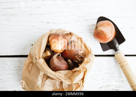 Above view of tulip bulbs in brown paper bag in autumn. Seed safe storage concept. White wood board with garden trowel gardening background. Stock Photo