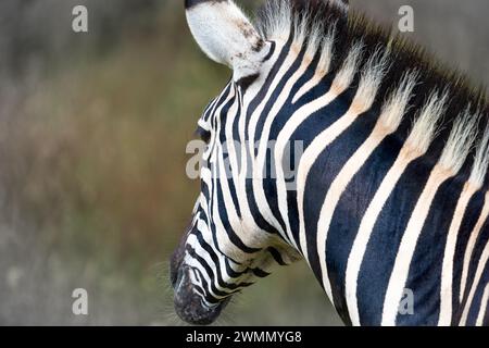 Close-up Portrait of African Elephant in Natural Habitat, South Africa Stock Photo
