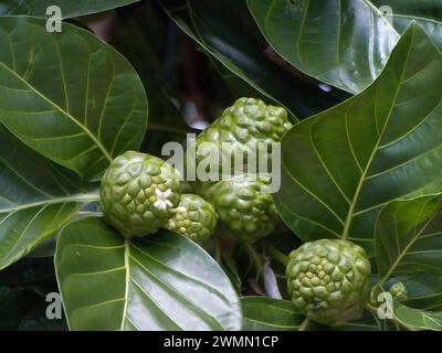 Noni Tree, Morinda citrifolia, Rubiaceae, Indian mulberry, Hawaii, USA Stock Photo