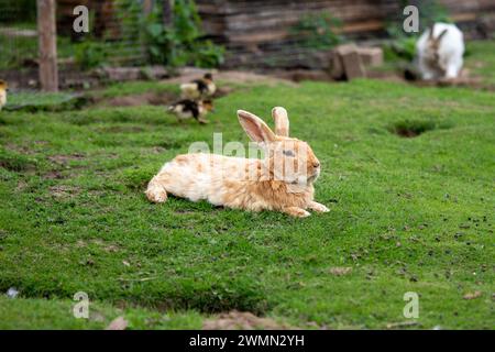 A large red rabbit lies on a green meadow on a farm. Close-up shot. Stock Photo
