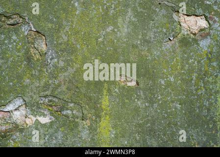 Texture of the wall with old plaster of green color Stock Photo