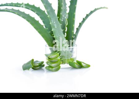 Fresh aloe vera leaves and slices with drops of juice on white background. For Health and beauty products. Stock Photo