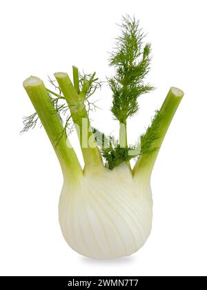 Fennel isolated on white with clipping path included Stock Photo