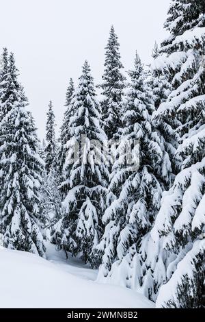 A dense forest in Sweden is blanketed in snow, with countless trees standing tall and covered in white. The winter scene is serene and untouched, show Stock Photo