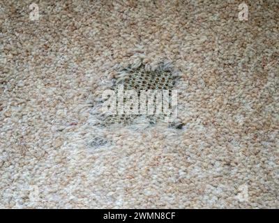 Patch of carpet moth damage to a neutral beige wool carpet Stock Photo