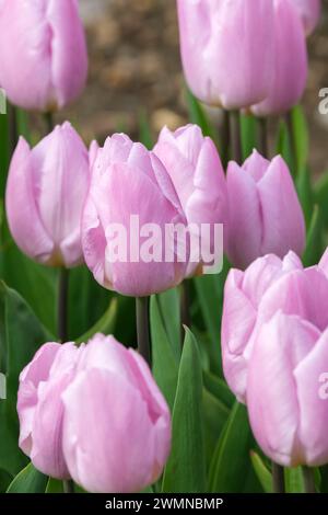 Tulipa Candy Prince, tulip Candy Prince, upright leaves, pale lilac, cup-shaped blooms Stock Photo