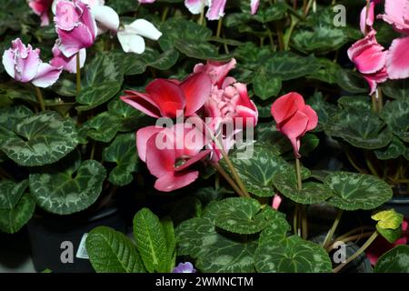 Flowers in pots for the home Cyclamen persica, blooms in red. Stock Photo
