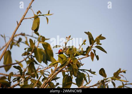 A pair of plum headed parakeets in a tree Stock Photo