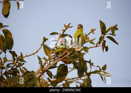 A pair of plum headed parakeets in a tree Stock Photo