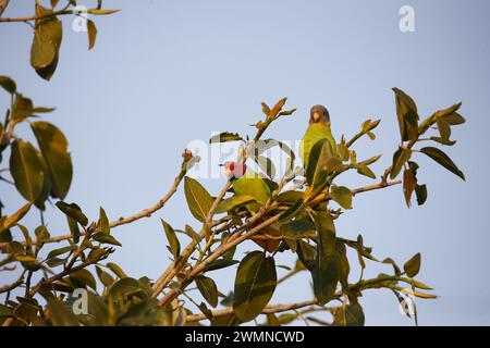 A pair of plum headed parakeets in a tree Stock Photo