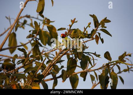 A pair of plum headed parakeets in a tree Stock Photo