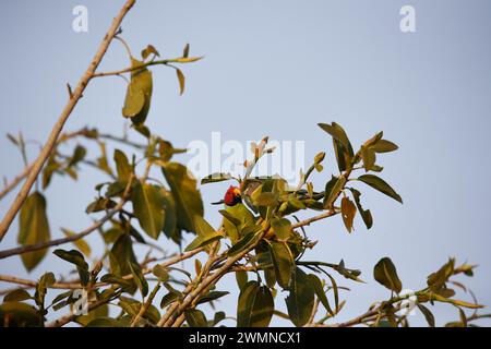A pair of plum headed parakeets in a tree Stock Photo