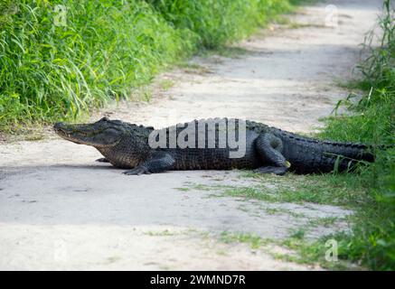 American Alligator resting on a trail in Florida park Stock Photo