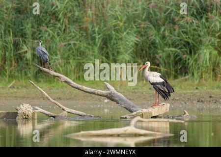 White Stork standing on a piece of wood, sunny day in autumn in Lower Austria Stock Photo