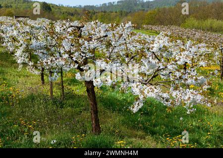 Close-up of a low-stemmed, blossoming cherry tree in a wild meadow in a cherry orchard Stock Photo