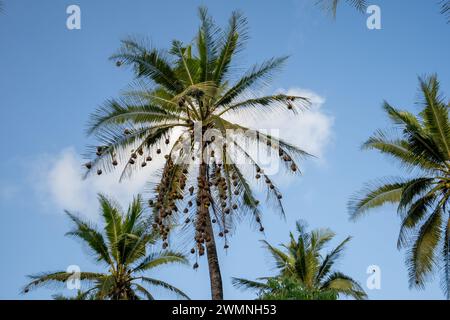 Eastern golden weaver nesting colony on a palm tree The eastern golden weaver (Ploceus subaureus) is a species of bird in the family Ploceidae. It is Stock Photo