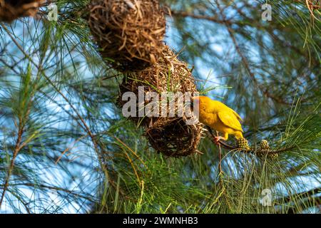 Weaver bird nest building The eastern golden weaver (Ploceus subaureus) is a species of bird in the family Ploceidae. It is found in eastern and south Stock Photo