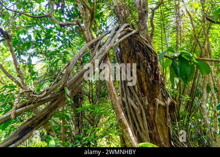 Hiking in Jozani Chwaka Bay National Park, Zanzibar Stock Photo