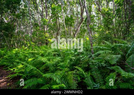 Hiking in Jozani Chwaka Bay National Park, Zanzibar Stock Photo