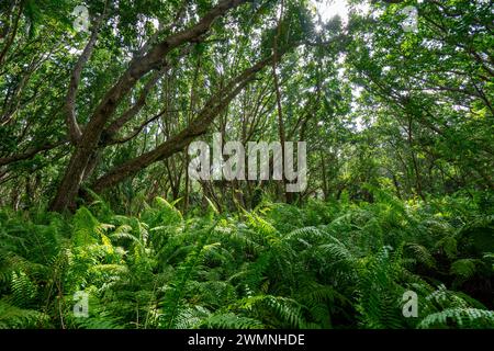 Hiking in Jozani Chwaka Bay National Park, Zanzibar Stock Photo