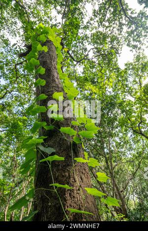 Hiking in Jozani Chwaka Bay National Park, Zanzibar Stock Photo