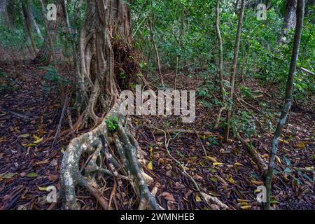 Hiking in Jozani Chwaka Bay National Park, Zanzibar Stock Photo