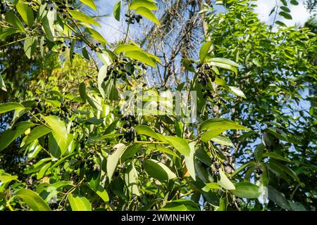 Black pepper (Piper nigrum) is a flowering vine in the family Piperaceae, cultivated for its fruit (the peppercorn), Stock Photo