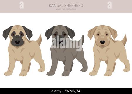 Kangal Shepherd dog puppy clipart. Different coat colors set.  Vector illustration Stock Vector