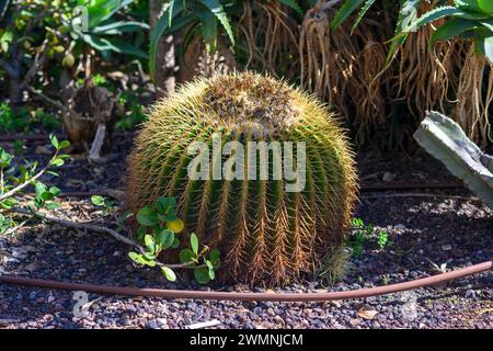 Echinocactus grusonii (Golden Barrel Cactus) planted in rock garden Photographed in an urban cacti garden, Tel Aviv, Israel Stock Photo