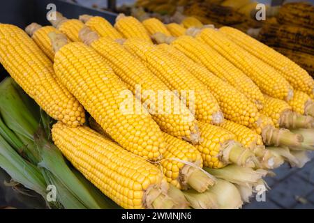 Freshly steamed corn on the cob served on a street shop display. Picture of cooked corncob. Cobs of cooked corn. Boiled corn on the cob. Nobody, close Stock Photo