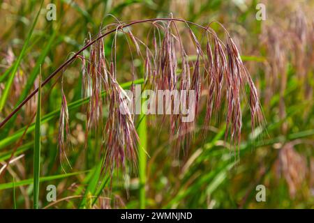 The plant Bromus sterilis, anysantha sterilis, or barren brome belongs to the Poaceae family at the time of flowering. wild cereal plant Bromus steril Stock Photo