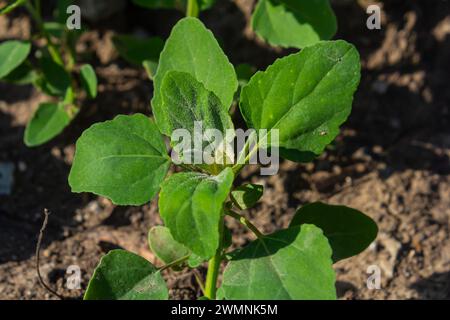 Chenopodium album, edible plant, common names include lamb's quarters, melde, goosefoot, white goosefoot, wild spinach, bathua and fat-hen. Stock Photo