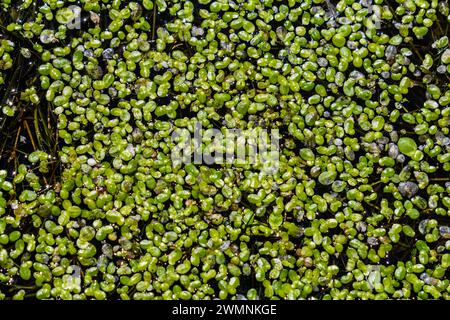 Duckweed - Cultivation of duckweed. Lemna trisulca . Stock Photo