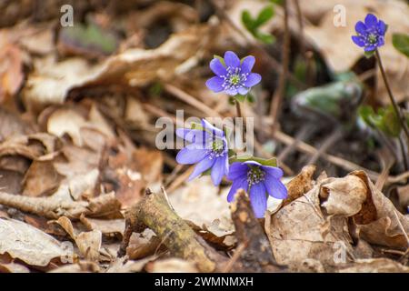 Spring hepatica flowers in dry leaves, spring day, eastern Poland Stock Photo