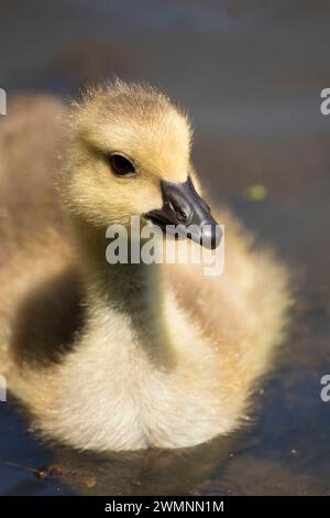 Canada goose (Branta canadensis) chick, Pass Creek County Park, Oregon Stock Photo