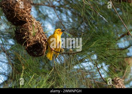 Weaver bird nest building The eastern golden weaver (Ploceus subaureus) is a species of bird in the family Ploceidae. It is found in eastern and south Stock Photo