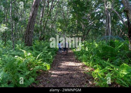 Hiking in Jozani Chwaka Bay National Park, Zanzibar Stock Photo