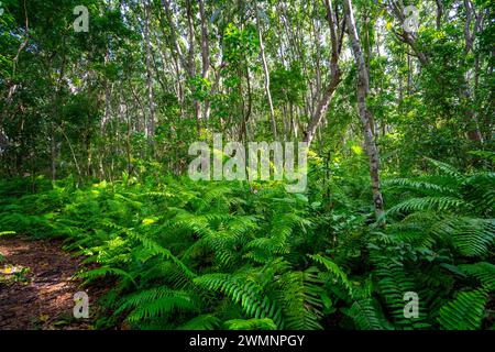 Hiking in Jozani Chwaka Bay National Park, Zanzibar Stock Photo