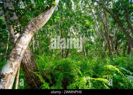 Hiking in Jozani Chwaka Bay National Park, Zanzibar Stock Photo