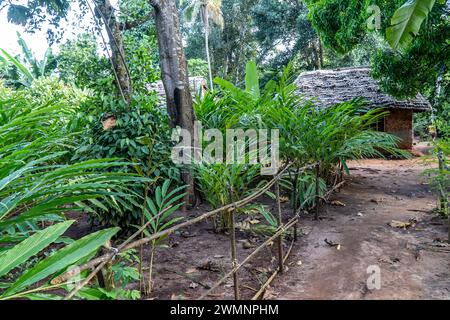 Ginger (Zingiber officinale) is a flowering plant whose rhizome, ginger root or ginger, is widely used as a spice and a folk medicine. Stock Photo