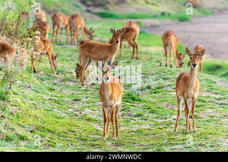 A small herd of male and female puku (Kobus vardonii) grazing on the grassland in South Luangwa National Park in Zambia, Southern Africa Stock Photo